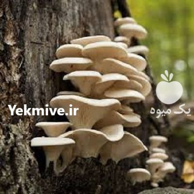 سم قارچ کش تبوکونازول در قلعه رئیسی در گروه خرید و فروش انواع سم در یکمیوه -عکس1