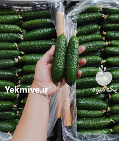 فروش خیار خاردار سورت قزاقستان در یزد در گروه خرید و فروش خیار در یکمیوه -عکس1