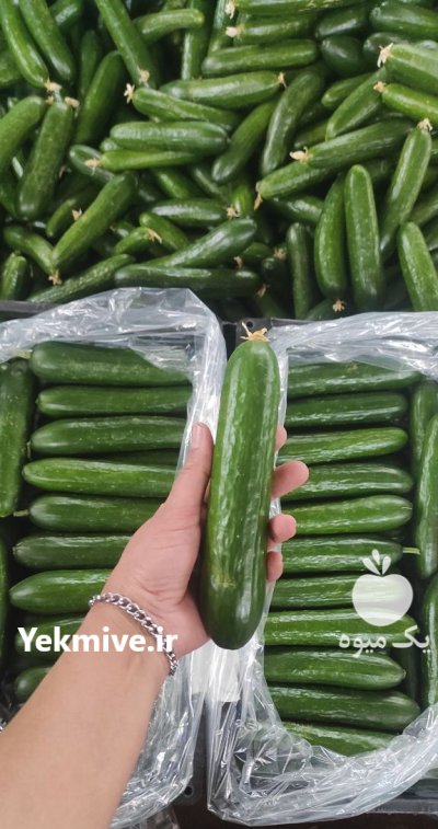 فروش خیار خطی سورت روسیه در یزد در گروه خرید و فروش خیار در یکمیوه -عکس1