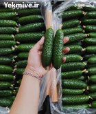 فروش خیار خاردار سورت روسیه در یزد در گروه خرید و فروش خیار در یکمیوه