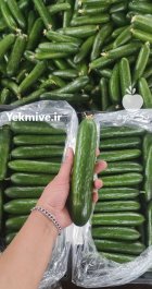 فروش خیار خطی سورت روسیه در یزد در گروه خرید و فروش خیار در یکمیوه