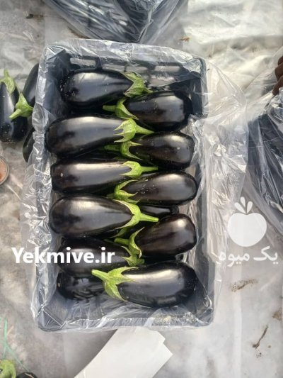 بادمجان گلخانه ای در هشتبندی در گروه خرید و فروش بادمجان در یکمیوه -عکس1