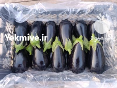 بادمجان گلخانه ای در هشتبندی در گروه خرید و فروش بادمجان در یکمیوه -عکس2