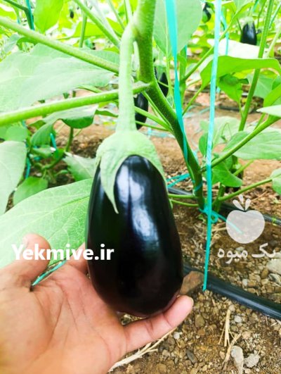بادمجان گلخانه ای در هشتبندی در گروه خرید و فروش بادمجان در یکمیوه -عکس3