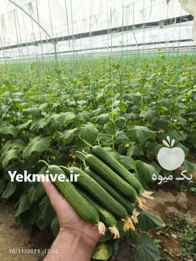 بادمجان گلخانه ای در هشتبندی در گروه خرید و فروش بادمجان در یکمیوه -عکس4