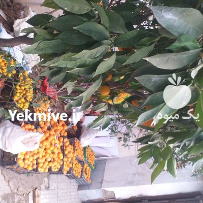 فروش نارنج برگی جعبه ای در ساری در گروه خرید و فروش نارنج در یکمیوه -عکس2