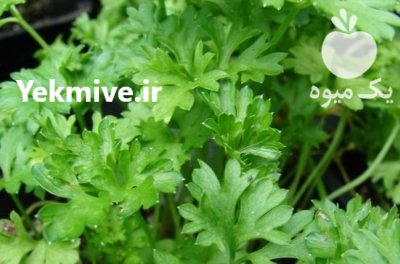 فروش یک هکتار جعفری تازه در بابل  در گروه خرید و فروش انواع سبزی ها در یکمیوه -عکس1