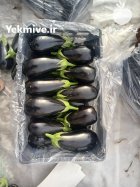 بادمجان گلخانه ای در هشتبندی در گروه خرید و فروش بادمجان در یکمیوه