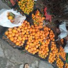فروش نارنج برگی جعبه ای در ساری در گروه خرید و فروش نارنج در یکمیوه