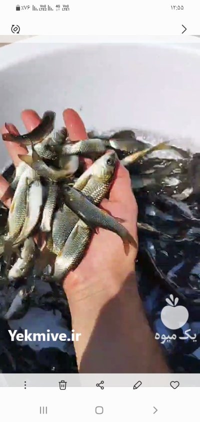 فروش بچه ماهی پرورشی در ارومیه در آذربایجان غربی در گروه خرید و فروش بچه ماهی در یکمیوه -عکس1