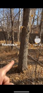 آگهی مشابه فروش درخت صنوبر و تبریزی در ساری در گروه خرید و فروش چوب درخت در یکمیوه