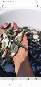 فروش بچه ماهی پرورشی در ارومیه در آذربایجان غربی در گروه خرید و فروش بچه ماهی در یکمیوه