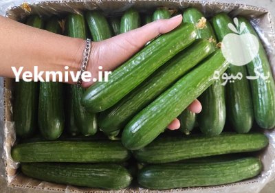 خیار سبز گلخانه ای در یزد در گروه خرید و فروش خیار در یکمیوه -عکس1