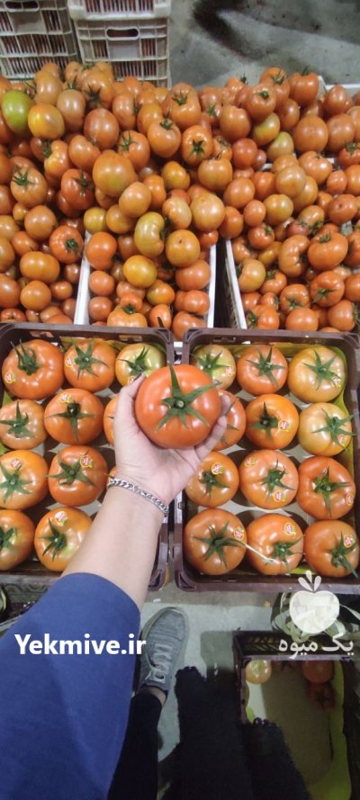 فروش گوجه گلخانه ای در یزد در گروه خرید و فروش گوجه فرنگی در یکمیوه -عکس1