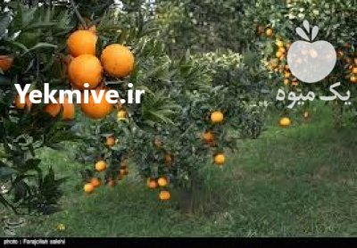 پرتقال تامسون عاللی در رحیم آباد در گروه خرید و فروش پرتقال در یکمیوه -عکس1