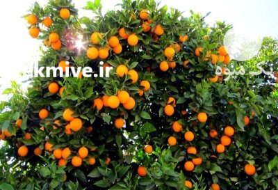 فروش پرتغال تامسون در ساری در گروه خرید و فروش پرتقال در یکمیوه -عکس1