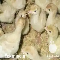قیمت خرید پوشال مخصوص بستر بوقلمون در تهران در گروه خرید و فروش خاک اره در یکمیوه