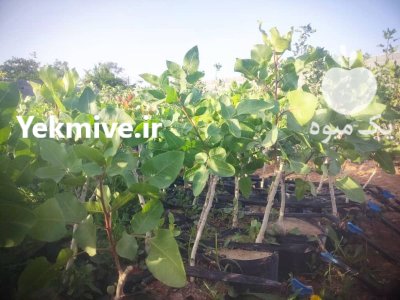 فروش عمده نهال پسته و بنه در مهریز در گروه خرید و فروش نهال پسته در یکمیوه -عکس1