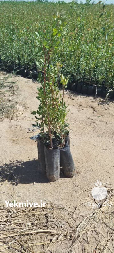 فروش عمده نهال پسته و بنه در مهریز در گروه خرید و فروش نهال پسته در یکمیوه -عکس2