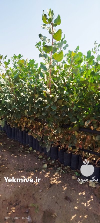 فروش عمده نهال پسته و بنه در مهریز در گروه خرید و فروش نهال پسته در یکمیوه -عکس3