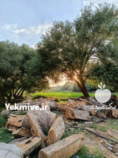 قیمت چوب درخت گردو خرید گردو در کرمانشاه در گروه خرید و فروش چوب درخت در یکمیوه -عکس1