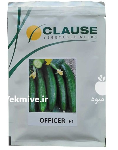 فروش بذر خیار فضای باز افیسر در نیشابور در گروه خرید و فروش بذر خیار در یکمیوه -عکس1