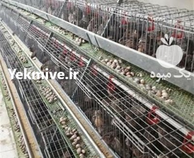 تخم بلدرچین خوراکی در دولت آباد در گروه انواع تخم ها در یکمیوه -عکس1