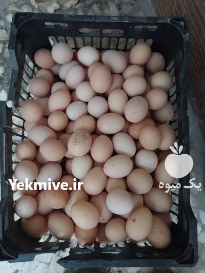 تخم مرغ بومی در اصفهان در گروه انواع تخم ها در یکمیوه -عکس1