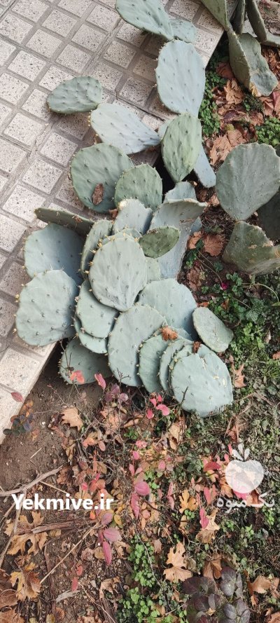 کاکتوس اپونتیا در کرج در گروه خرید و فروش گیاهان زینتی در یکمیوه -عکس2