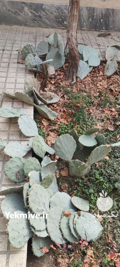 کاکتوس اپونتیا در کرج در گروه خرید و فروش گیاهان زینتی در یکمیوه -عکس1