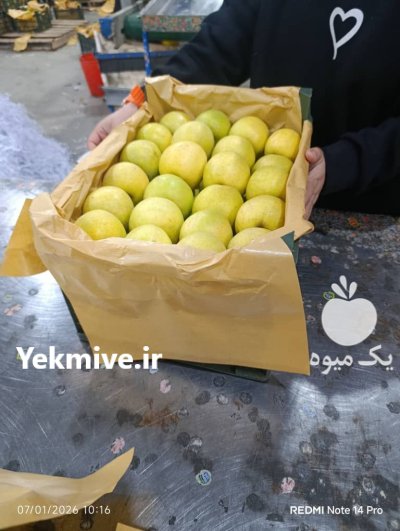 سیب قرمز و زرد مراغه در بناب در گروه خرید و فروش سیب در یکمیوه -عکس1