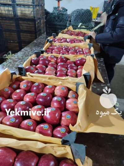 سیب قرمز و زرد مراغه در بناب در گروه خرید و فروش سیب در یکمیوه -عکس2