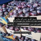 فروش پیاز قرمز و زرد بناب در آذربایجان شرقی در گروه خرید و فروش پیاز در یکمیوه