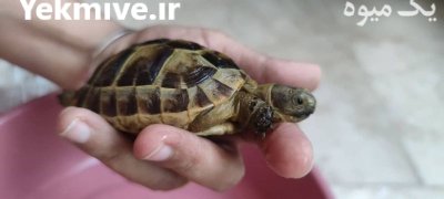 لاکپشت خاکی مهمیزدار در کرج در البرز در گروه حیوانات خانگی در یکمیوه -عکس1