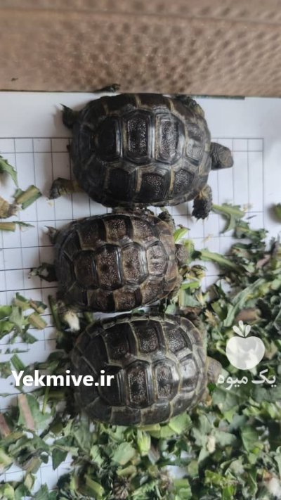 لاکپشت خاکی مهمیزدار در کرج در البرز در گروه حیوانات خانگی در یکمیوه -عکس2