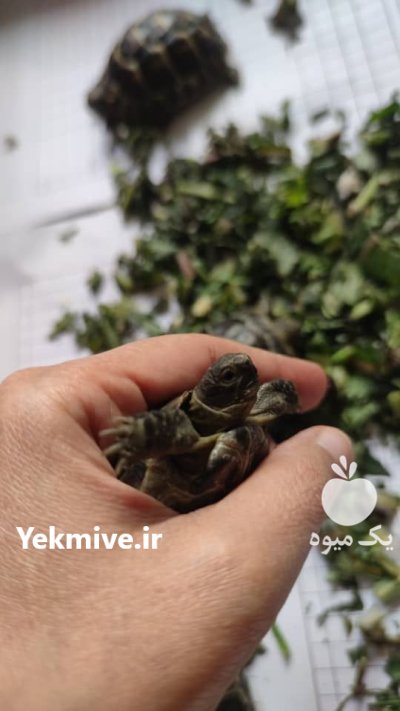 لاکپشت خاکی مهمیزدار در کرج در البرز در گروه حیوانات خانگی در یکمیوه -عکس3