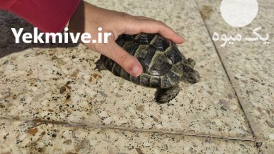 لاکپشت خاکی مهمیزدار در کرج در البرز در گروه حیوانات خانگی در یکمیوه -عکس4