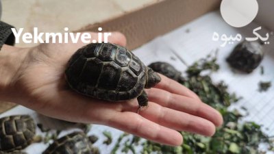 لاکپشت لاکپشت خاکی در کرج در البرز در گروه حیوانات خانگی در یکمیوه -عکس1