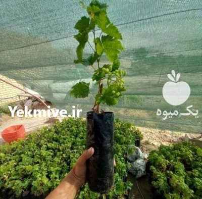 نهال انگور موندراپ در مشگین شهر در گروه خرید و فروش نهال انگور در یکمیوه -عکس2