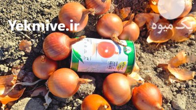 بذر پیاز شرکت گل بذر رقم در اردبیل در گروه خرید و فروش بذر پیاز در یکمیوه -عکس2