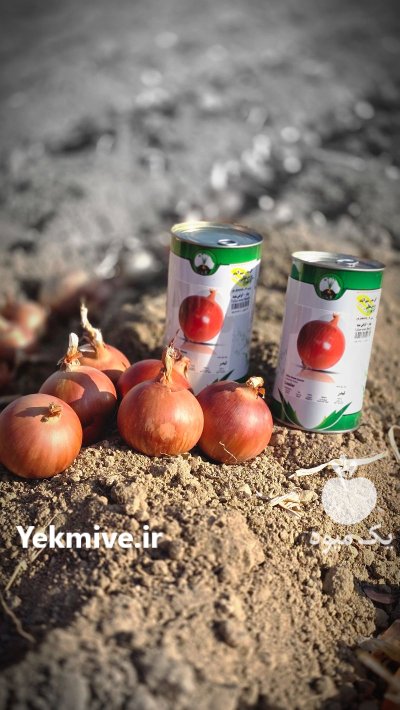 بذر پیاز شرکت گل بذر رقم در اردبیل در گروه خرید و فروش بذر پیاز در یکمیوه -عکس3
