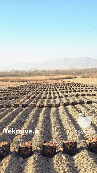 بذر پیاز شرکت گل بذر رقم در تهران در گروه خرید و فروش بذر پیاز در یکمیوه -عکس4