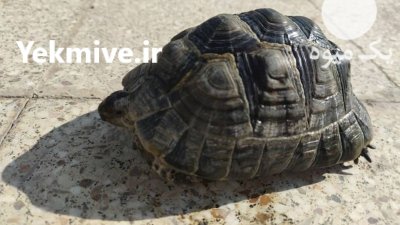 لاکپشت لاکپشت خاکی در کرج در البرز در گروه حیوانات خانگی در یکمیوه -عکس3