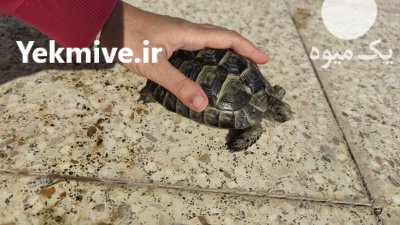 لاکپشت لاکپشت خاکی در کرج در البرز در گروه حیوانات خانگی در یکمیوه -عکس4