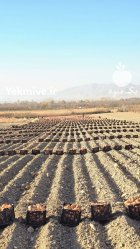 بذر پیاز شرکت گل بذر رقم در قهدریجان در گروه خرید و فروش بذر پیاز در یکمیوه