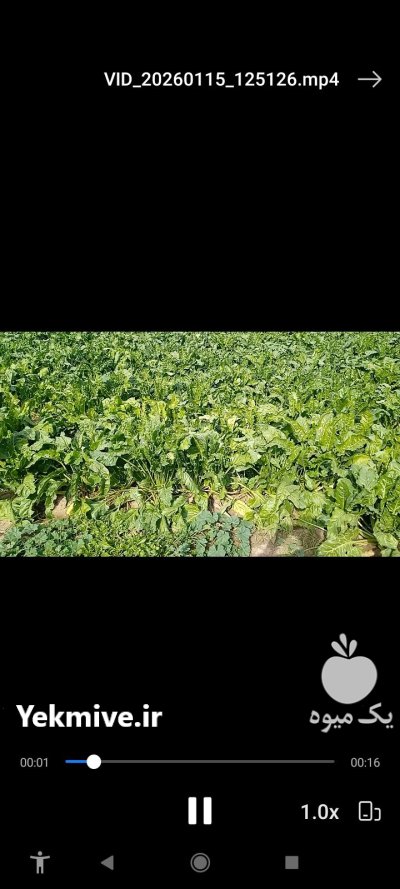 چغندر در دزفول در گروه خرید و فروش چغندر در یکمیوه -عکس1