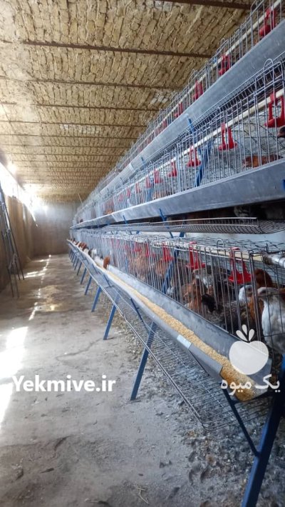 تجهیزات مرغداری در آبگرم در گروه تجهیزات مرغداری در یکمیوه -عکس2