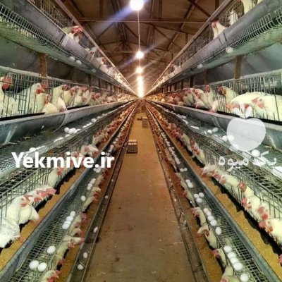 تجهیزات مرغداری در آبگرم در گروه تجهیزات مرغداری در یکمیوه -عکس3