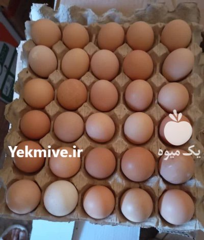 تجهیزات مرغداری در آبگرم در گروه تجهیزات مرغداری در یکمیوه -عکس4