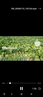 چغندر در دزفول در گروه خرید و فروش چغندر در یکمیوه